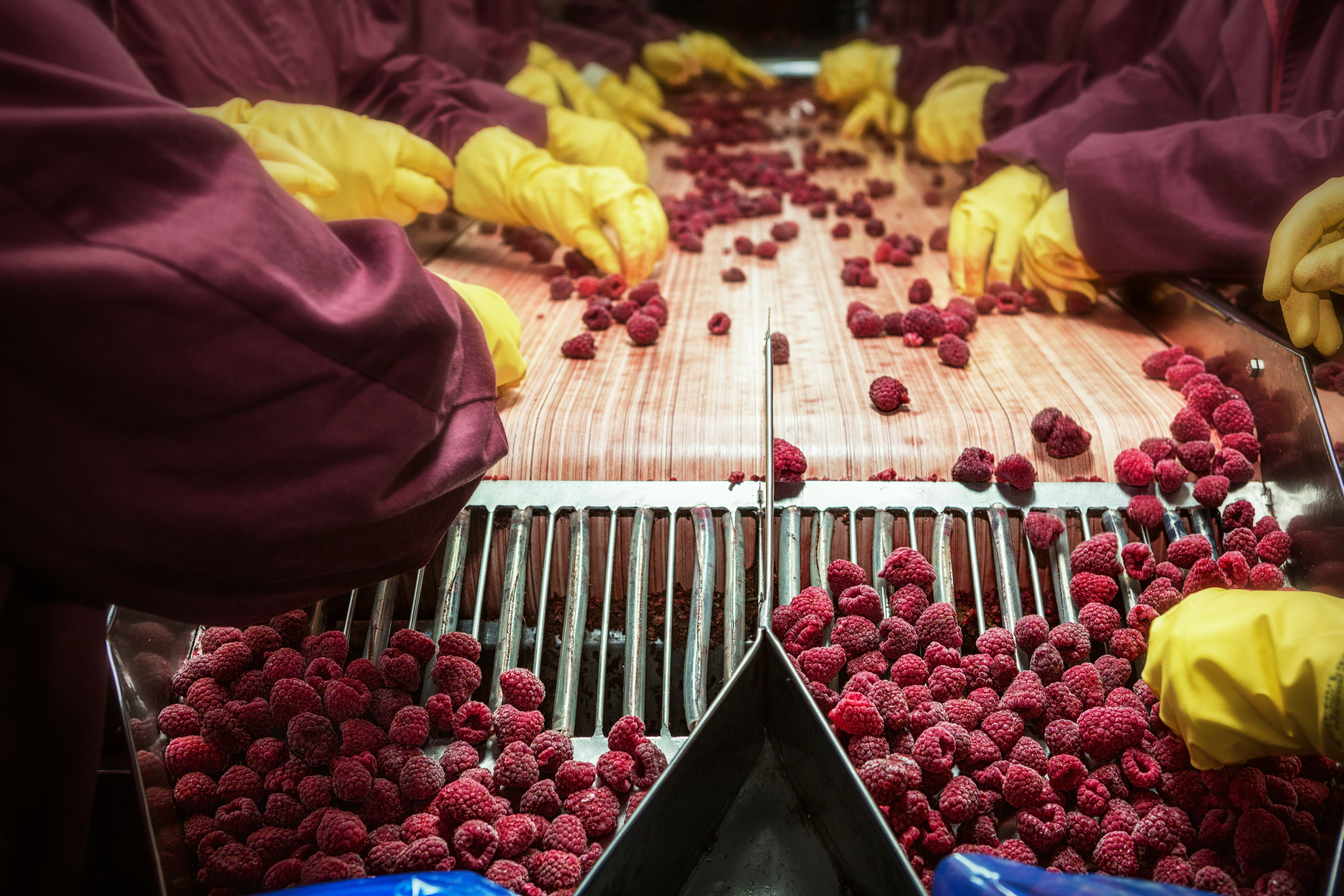 Gloved workers sorting berries on a food processing line