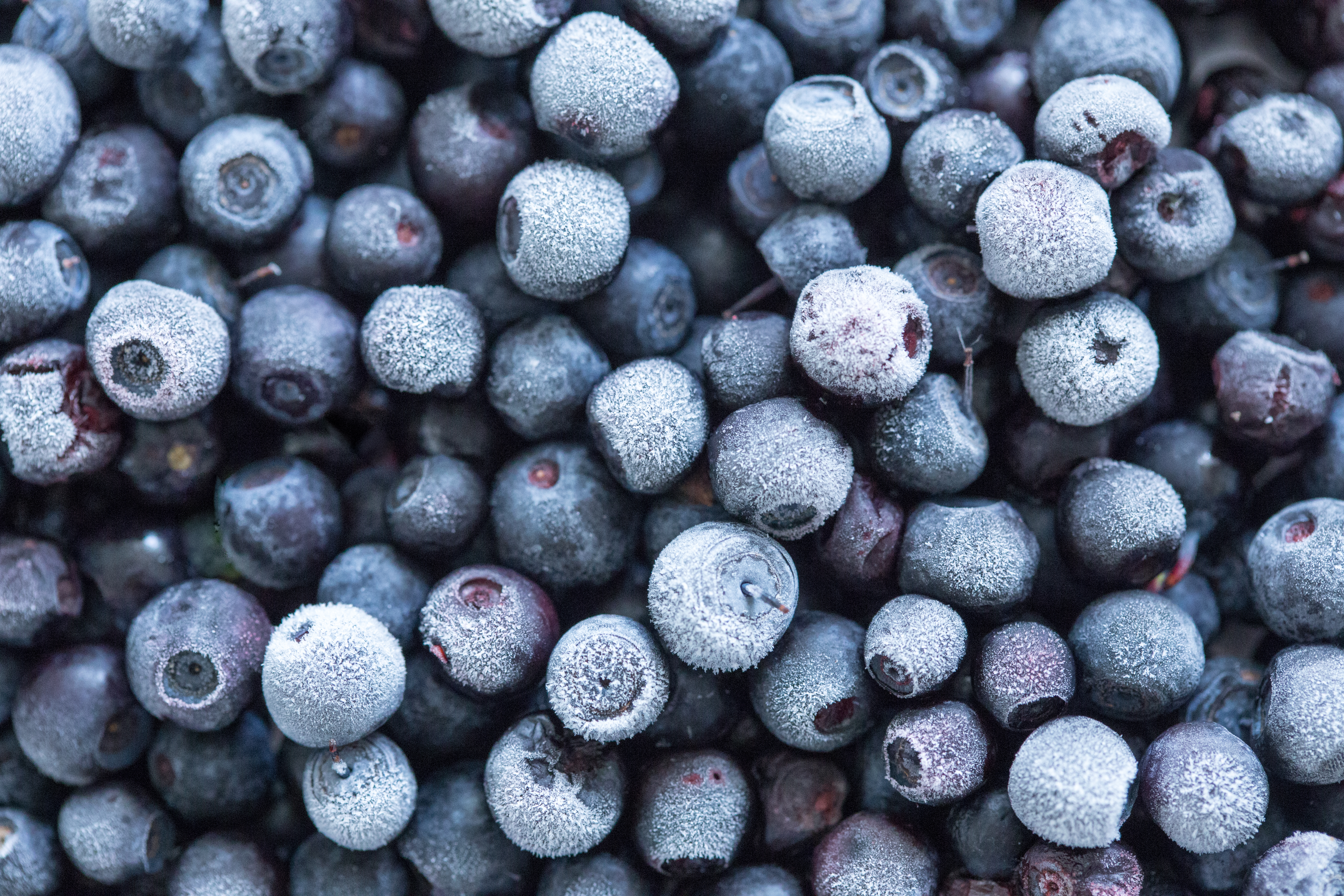 Frost-covered blueberries
